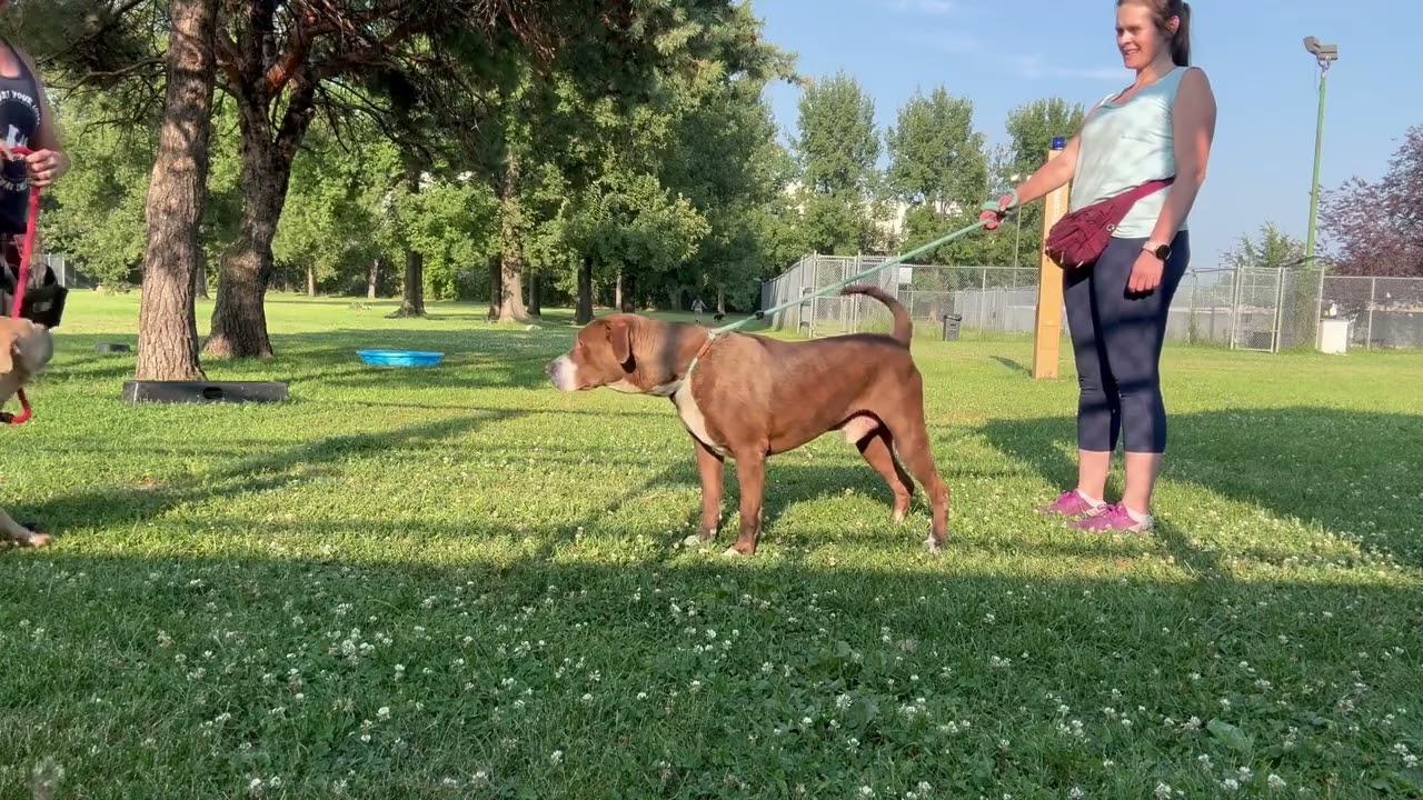 Yeti's Leash Test