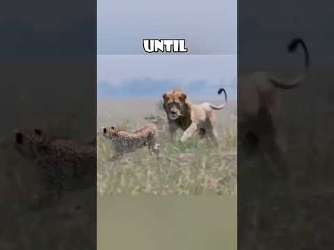 Dramatic Survival: Cheetah Leads Lion Away to Protect Cubs 🐆🦁 #love #animals