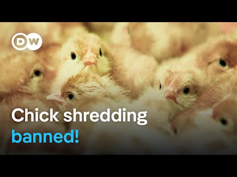 What Are the Consequences of Germany's Ban on Chick Killing?