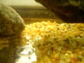 Kermit S New Tankmate