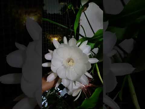brahmakamal blossom in my balcony garden