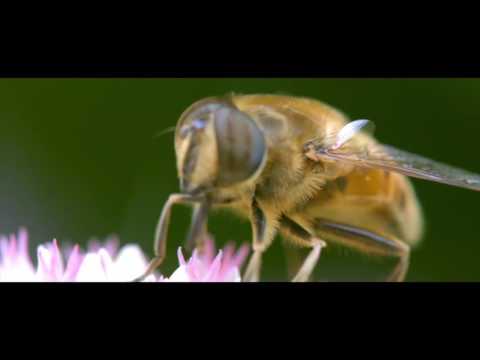 insect world  4K