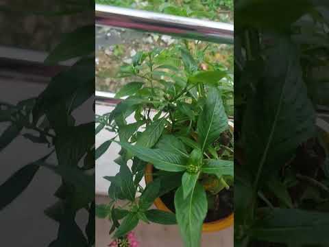 Pradipta's house #beautiful flowers #flower blooming #gardening #love #motivation