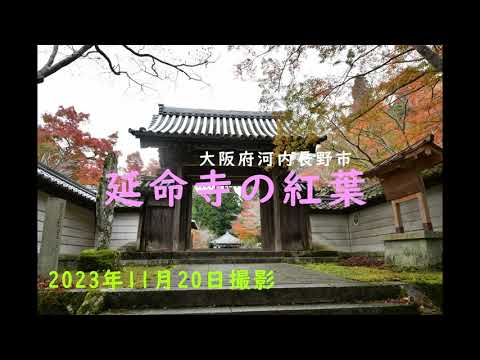 Fotografado em 20 de novembro de 2023. Folhas de outono do Templo Enmeiji #Templo Enmeiji #Folhas de outono #4K #Prefeitura de Osaka #Cidade de Kawachinagano