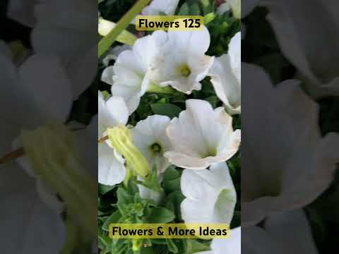 Flowers 125 - Flowers & More Ideas #gardens #greens #plants #lovely #floral @flowersmoreideas3639