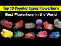 Top 10 Popular types Flower horn | Sabse badiya Flower horn Fish