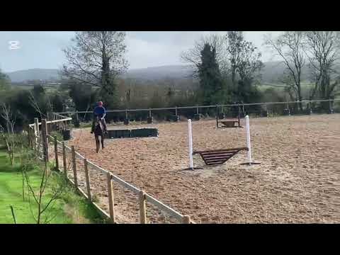 16.2 Thorough bred Bay Mare - Image 2