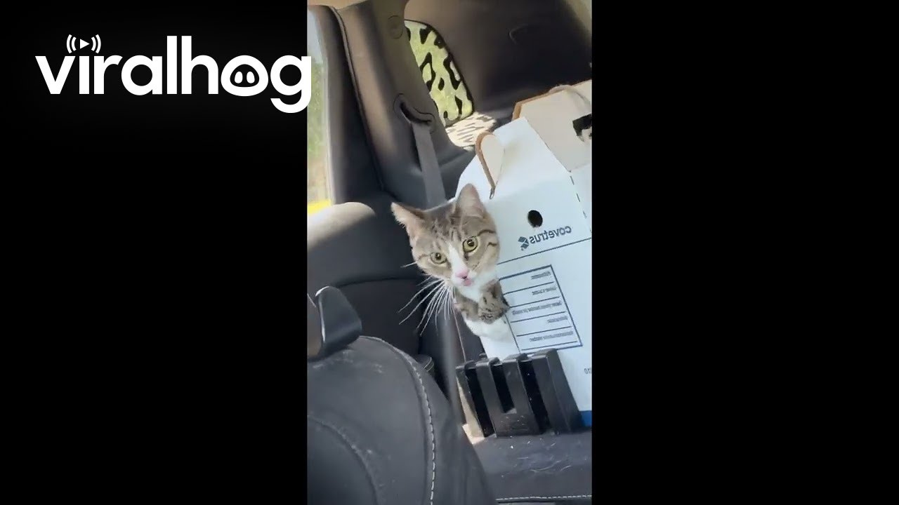 Cat Escapes Cardboard Carrier || ViralHog