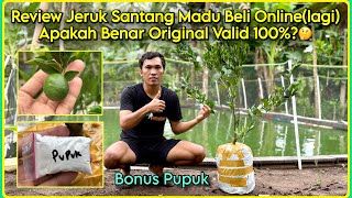 Download lagu Unboxing & Review of 100% Original Santang Madu Orange Seeds! | Is This Really Valid?🤔 mp3