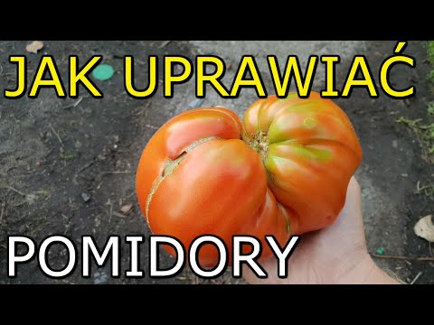 , title : 'Jak uprawiać Pomidory | Uprawa Pomidorów KROK po KROKU'