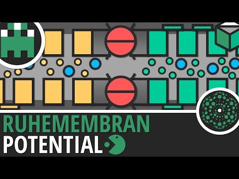 Ruhemembranpotential einfach erklärt│Biologie Lernvideo│Learning Level Up