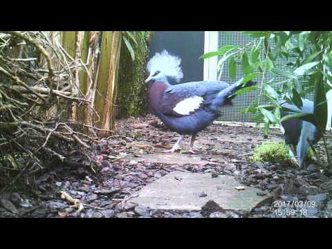 Sclater crowned pigeon aviary