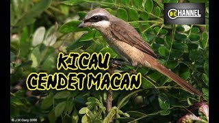 Download lagu Cendet Macan MANAPUN BAKAL Gacor dengan Suara MEMUKAU ini mp3 Download lagu Cendet Macan MANAPUN BAKAL Gacor dengan Suara MEMUKAU ini mp3