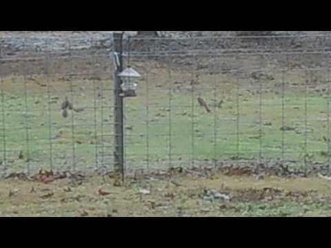 HUGE Family Gathering of Cardinals at the Bird Feeder at Our New Ranch