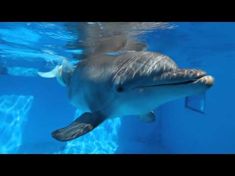 Winter Learns to Use Her Prosthetic Tail