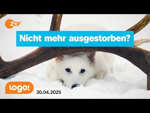 Is the shadow wolf coming back? | logo! news from April 30, 2025