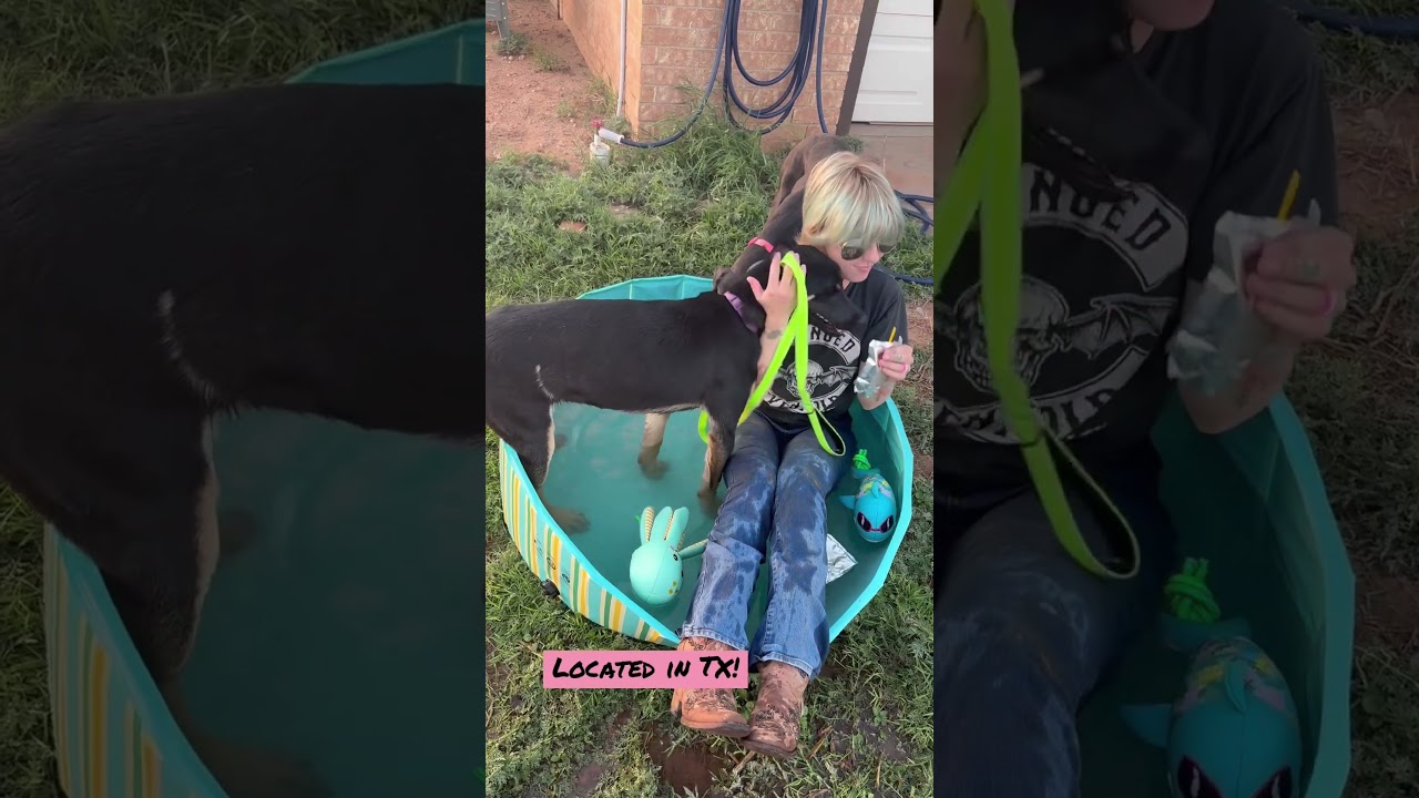 Lilly, a ADOPTABLE mixed breed in Coahoma, TX video 2/5