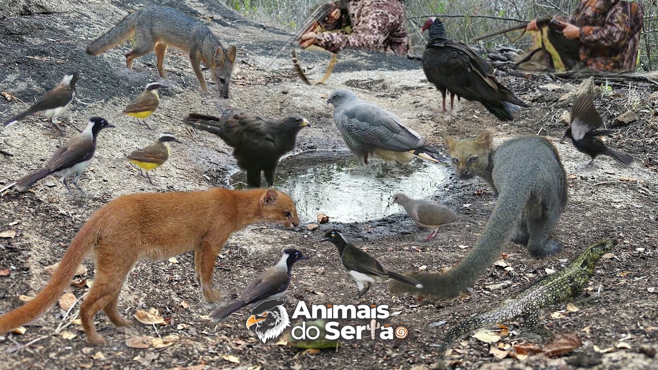 APARECEU CAÇ4DORES ALÉM DOS ANIMAIS, NAS PROXIMIDADES DO BEBEDOURO