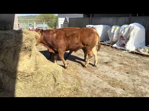 Limousin bulls - Image 2