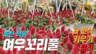식물 여우꼬리풀 키우기 