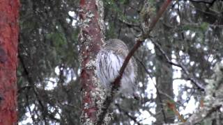 preview picture of video 'Varpuspöllö / Eurasian Pygmy Owl/18.11.2011'