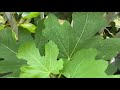 Starting A Fig Plant Project As I Turn 60
