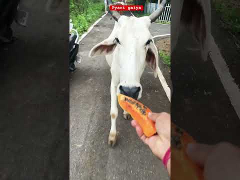 "गायया बोली – पपीता नहीं, आज कुछ क्रिस्पी लाओ! 😂🍞🍈" #gay #cow #cowvideo #shorts #viral #ytshorts