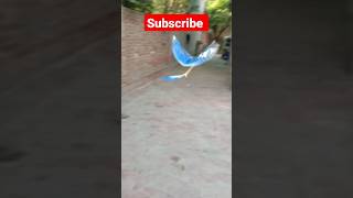 Download lagu Burung karet gelang, putar burungnya #celana pendek mp3