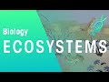 What Is An Ecosystem Ecology Environment Biology FuseSchool