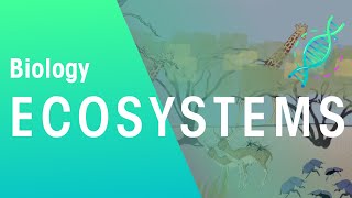 What Is An Ecosystem? | Ecology & Environment | Biology | FuseSchool