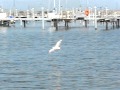 Ring Billed Gull Flying In Slow Motion