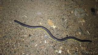 Con vật lạ là đây