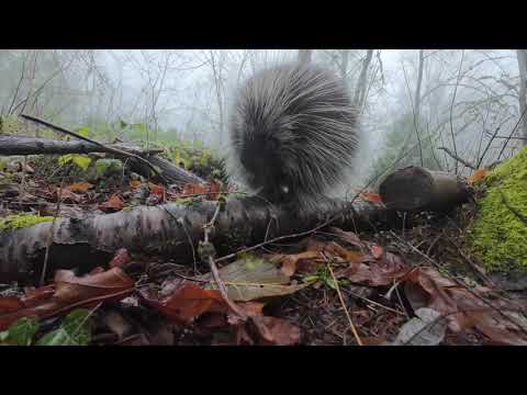 Perky Porcupine Goes On A Hike