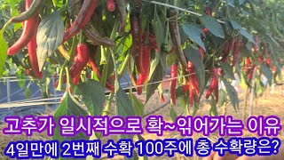 고추가 일시적으로 확~읶어가는 이유는? 100개에서 2번째 수확 총수확량은? 솔림농원 고추 주말농장,텃밭,고…