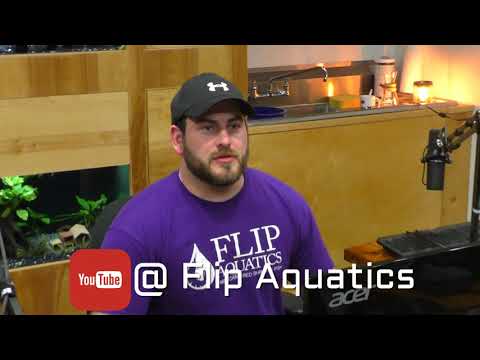 JUST THE TIP! Fish Keeping Tips for Beginners!