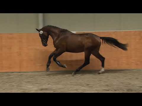 29. Mecklenburger Körtage - Kat.Nr. 36 Hengst v. Balou du Rouet Chacco Blue