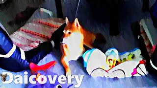 【柴犬】～だいず社長の視線～【恐怖】