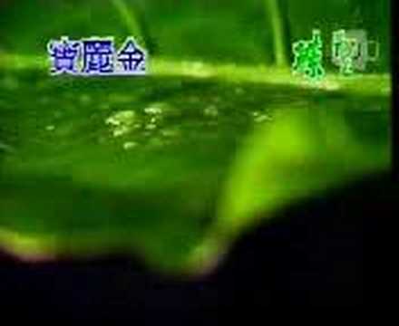 Jacky Cheung & Tang Bao Ru  - Xiang Si Feng Yu Zhong