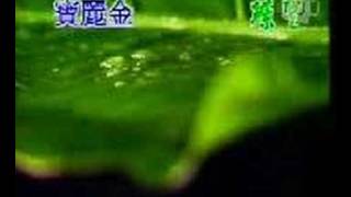 Jacky Cheung &amp; Tang Bao Ru  - Xiang Si Feng Yu Zhong