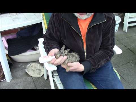 Feldhase bei der Fütterung