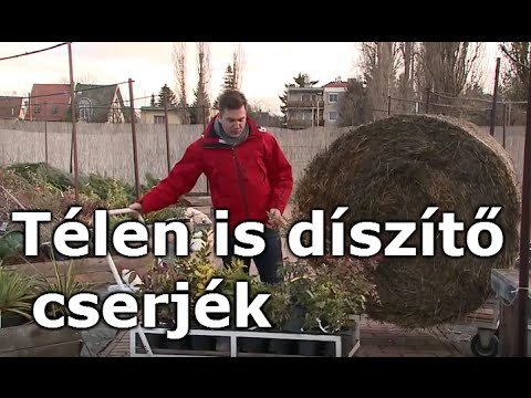 Télen is díszítő cserjék