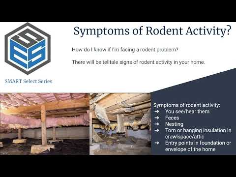 A Homeowner's Guide To Rodent Proofing In 5 Minutes Or Less
