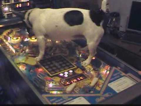 Mr. & Mrs. Pacman pinball dog playing lol