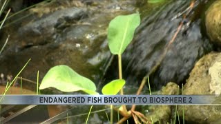 Sonoyta pupfish welcomed to the U of A's Biosphere 2