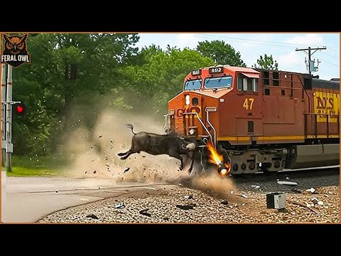 Tragic ! 40 Terrifying Moments When Animals Collide With Trains | Feral Owl