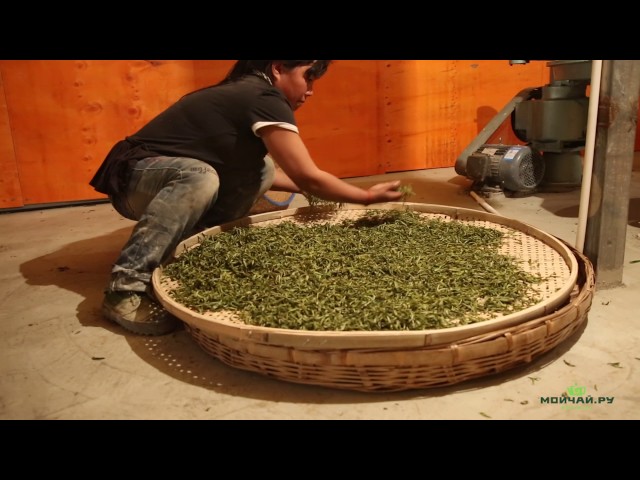 Как делают чай с древних деревьев. Часть Третья. Цзиньсю, Юньнань, Китай.