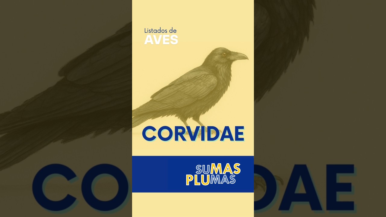 Corvidae