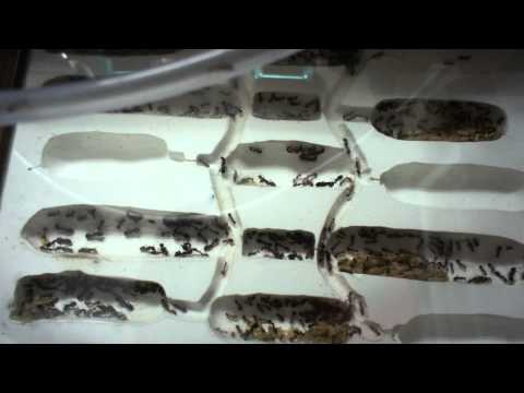 Ants - as pets