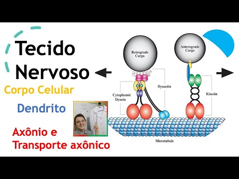 Tecido Nervoso (Neurônios: Corpo Celular , Dendritos , Axônio e Transporte axônico).  Aula 41