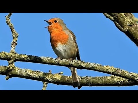 ROBINS SINGING ♫ 1 HOUR of Original 4K VIDEO ♫ Sounds of Nature ♫ Beautiful Birdsong